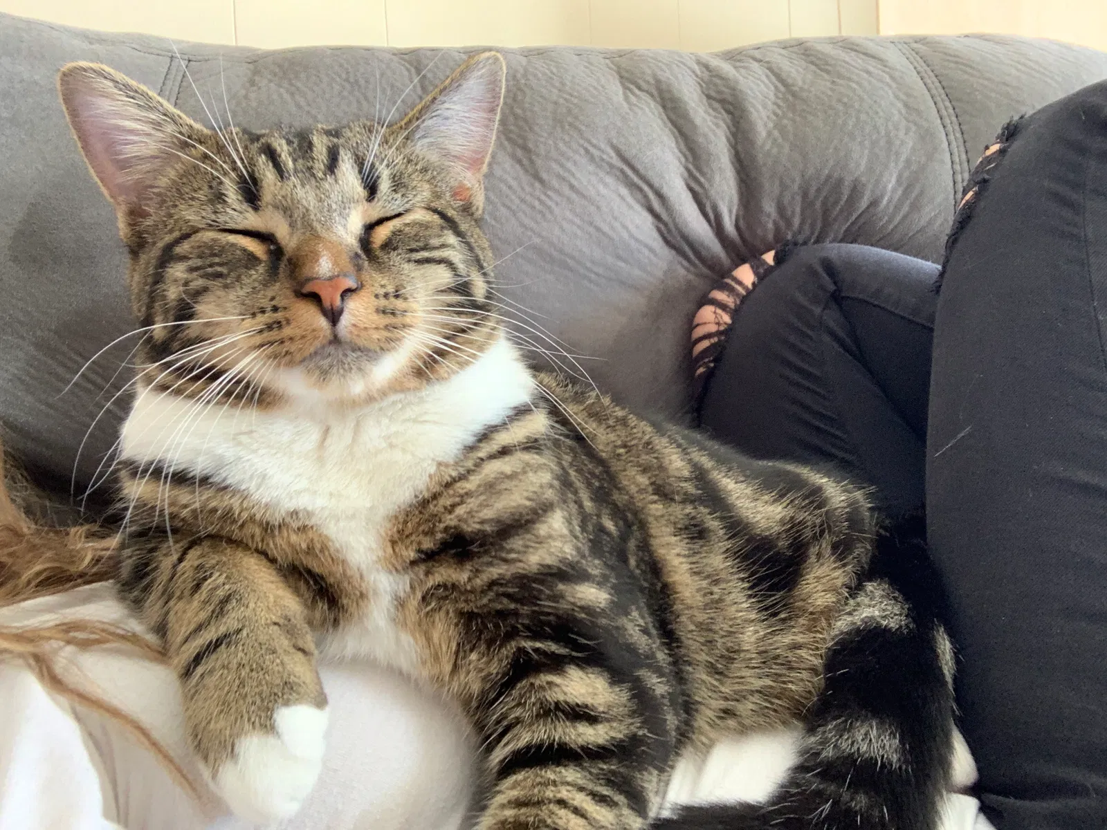 Lost cat in Dayton, OH, 45434