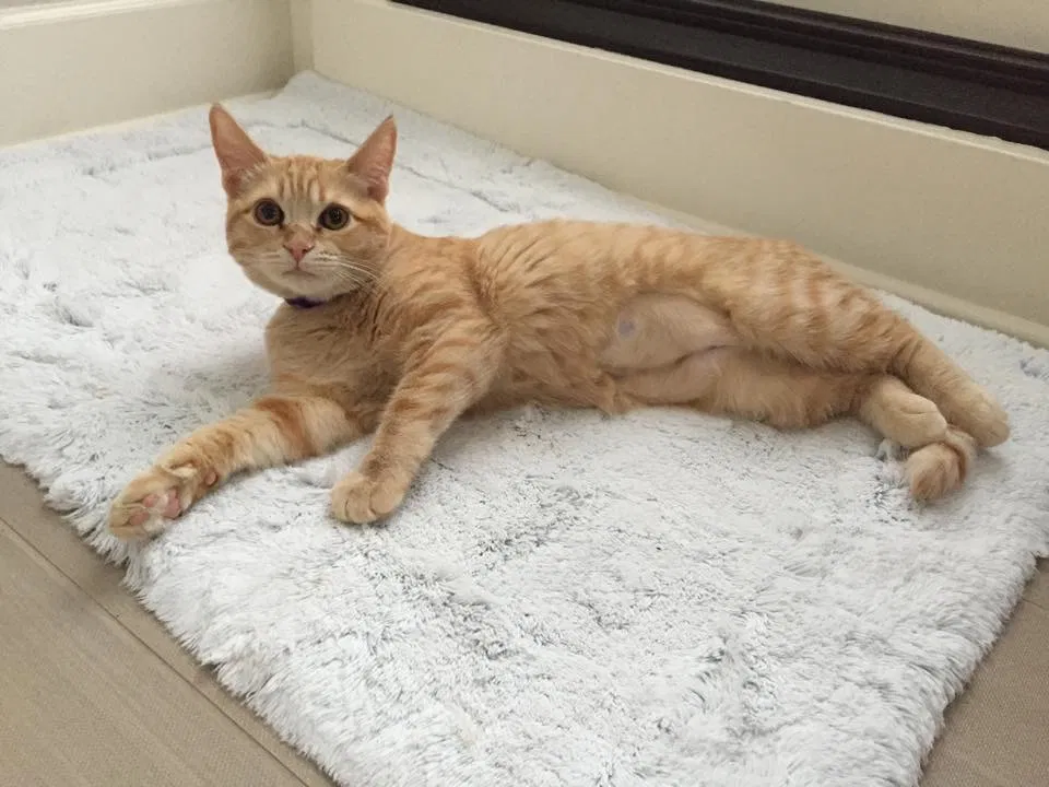 Lost cat in Bellevue, WA, 98005