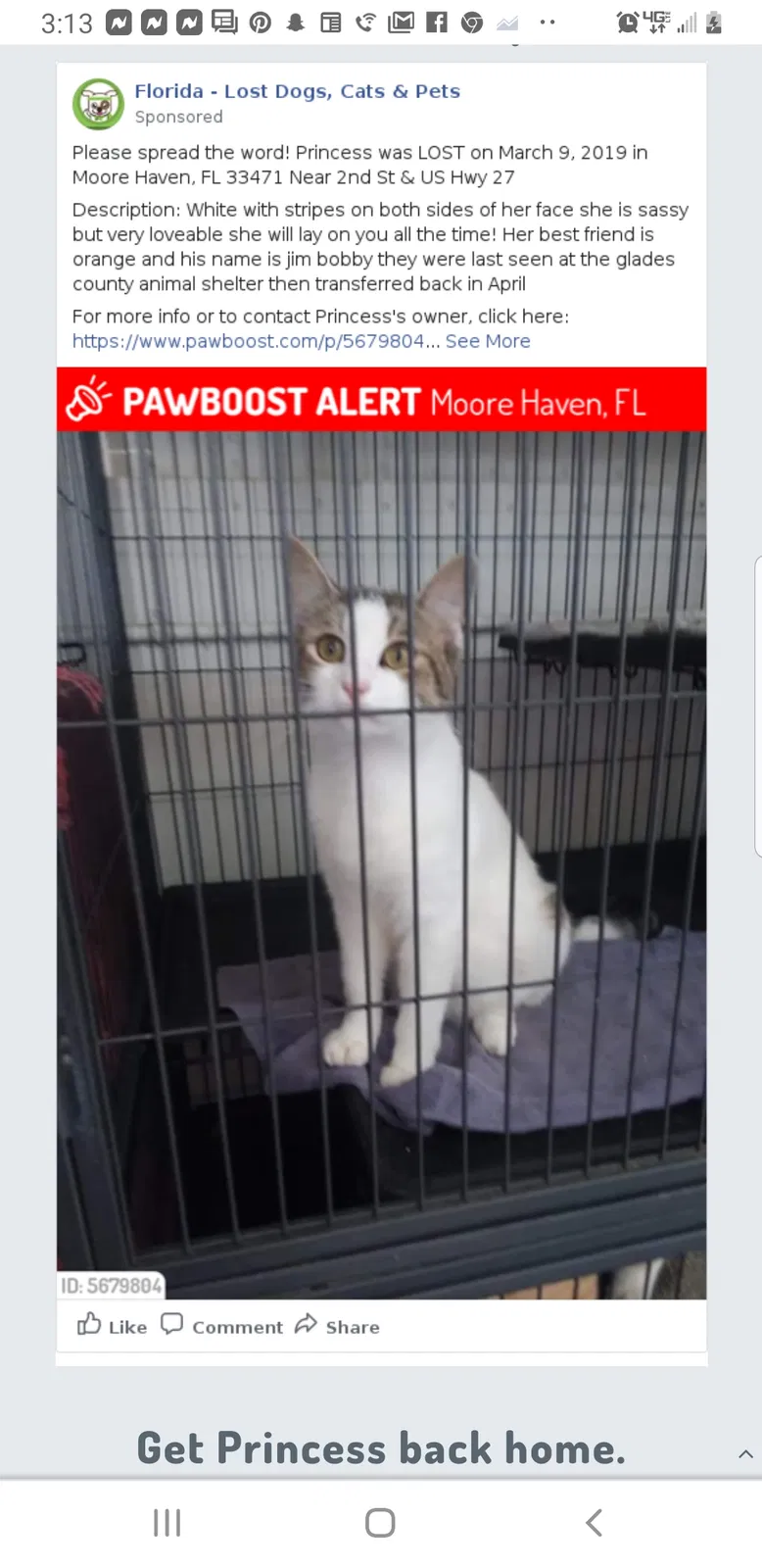 Lost cat in Moore Haven, FL, 33471