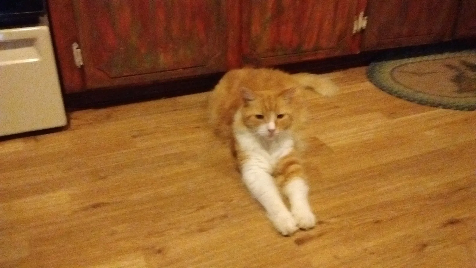 Lost cat in Summerville, SC, 29483