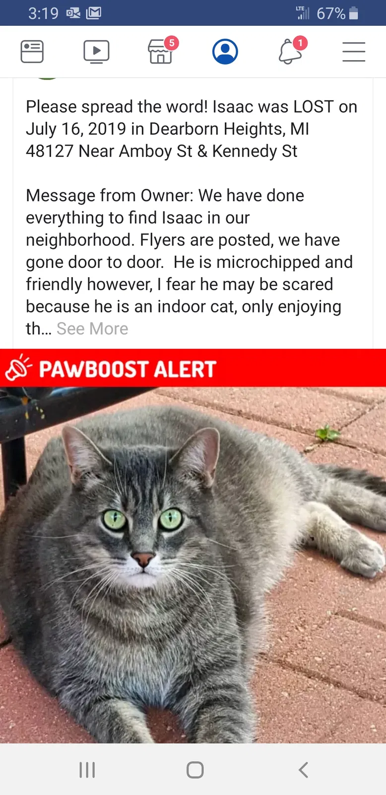 Lost cat in Dearborn Heights, MI, 48127