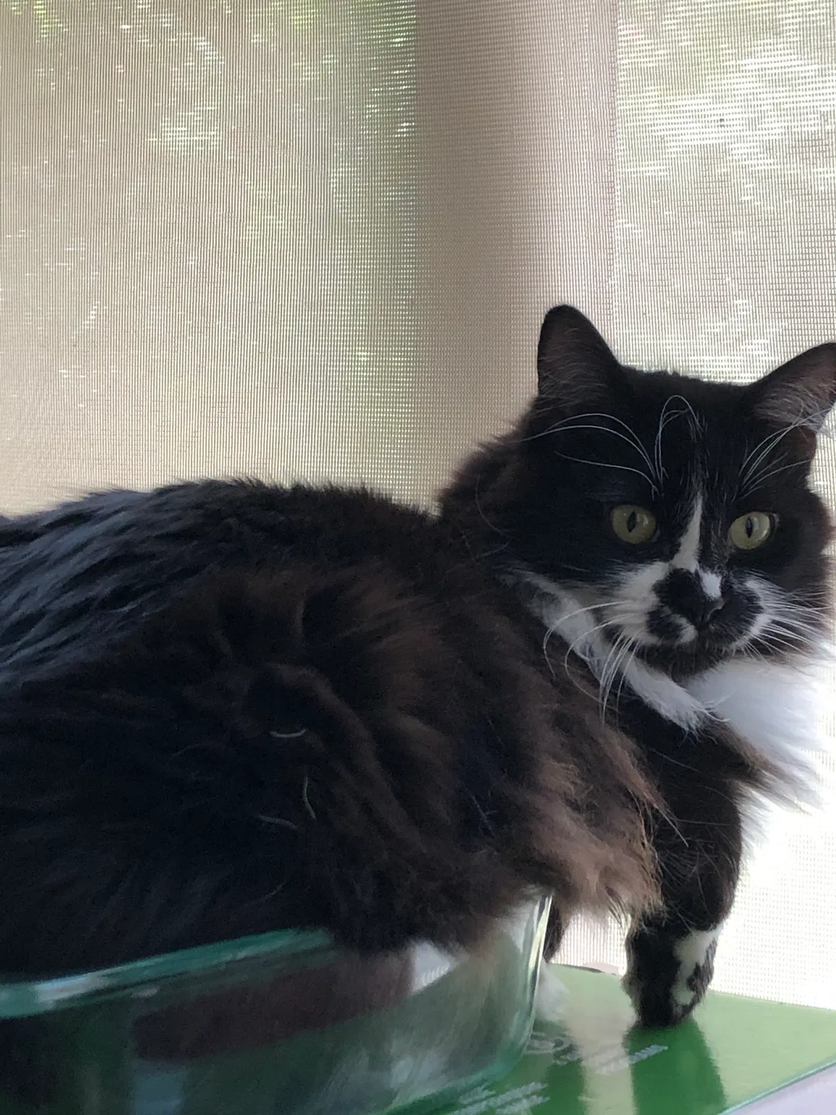 Lost cat in League City, TX, 77573