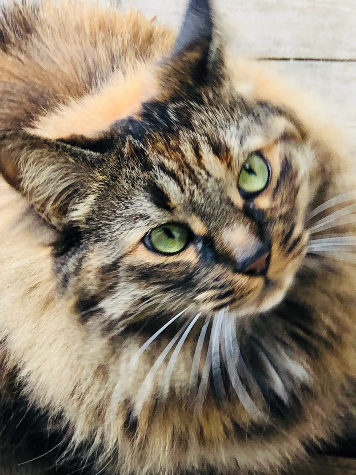 Lost cat in Olympia, WA, 98512