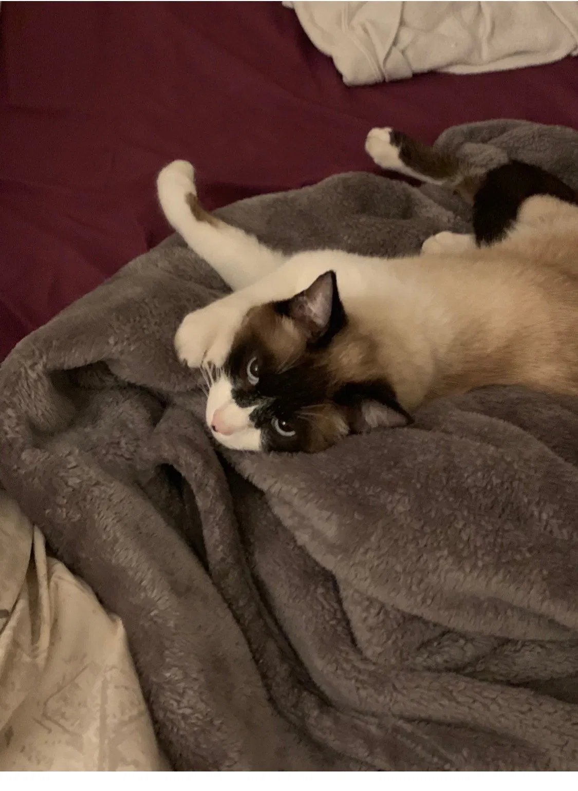 Lost cat in Fair Oaks, CA, 95628