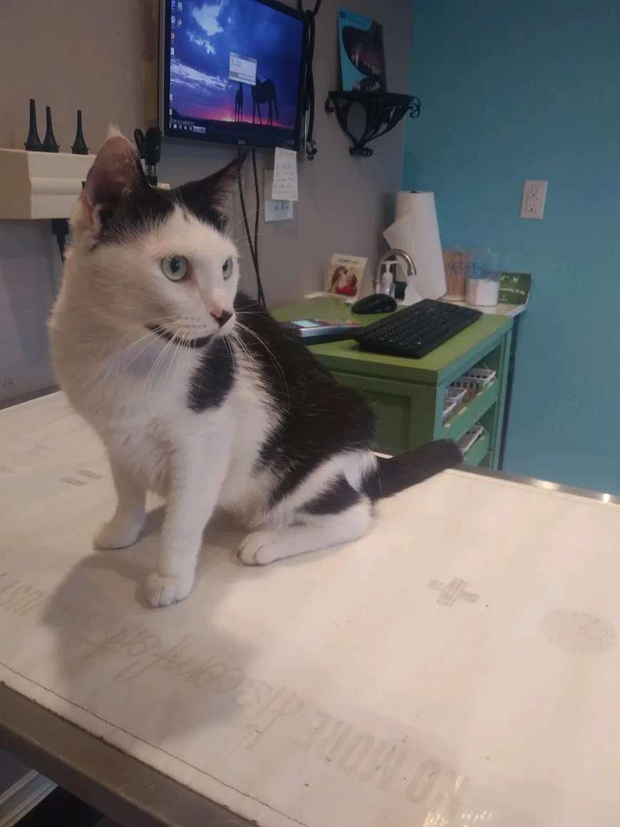 Lost cat in Cape Coral, FL, 33991