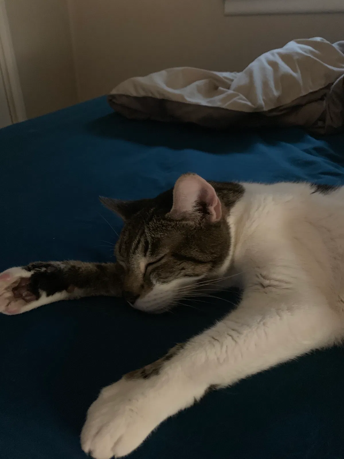 Lost cat in Schenectady, NY, 12305