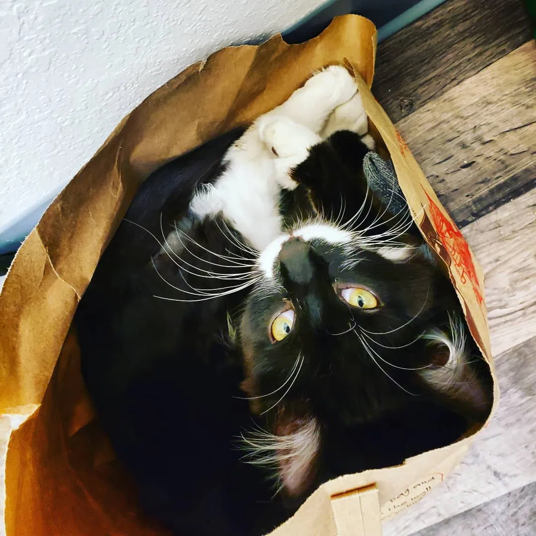 Lost cat in Everett, WA, 98203