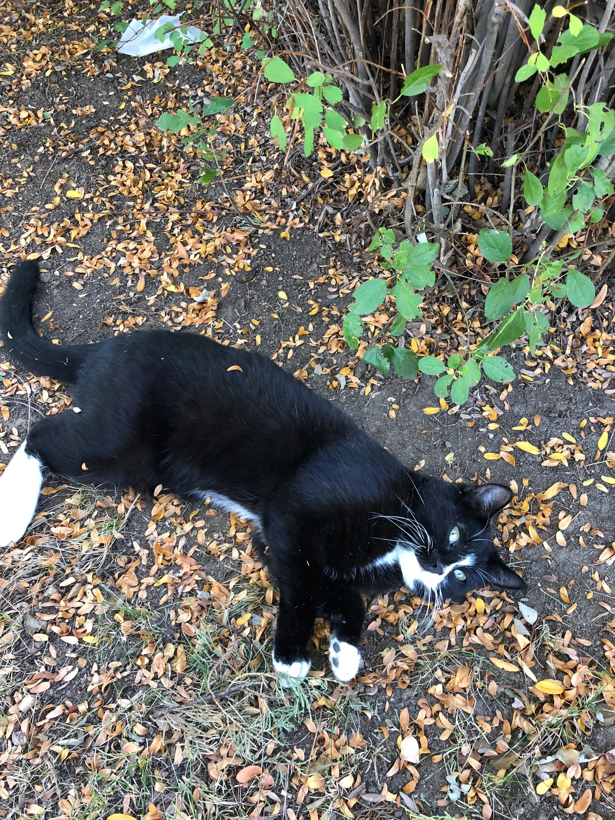Lost cat in Denver, CO, 80220