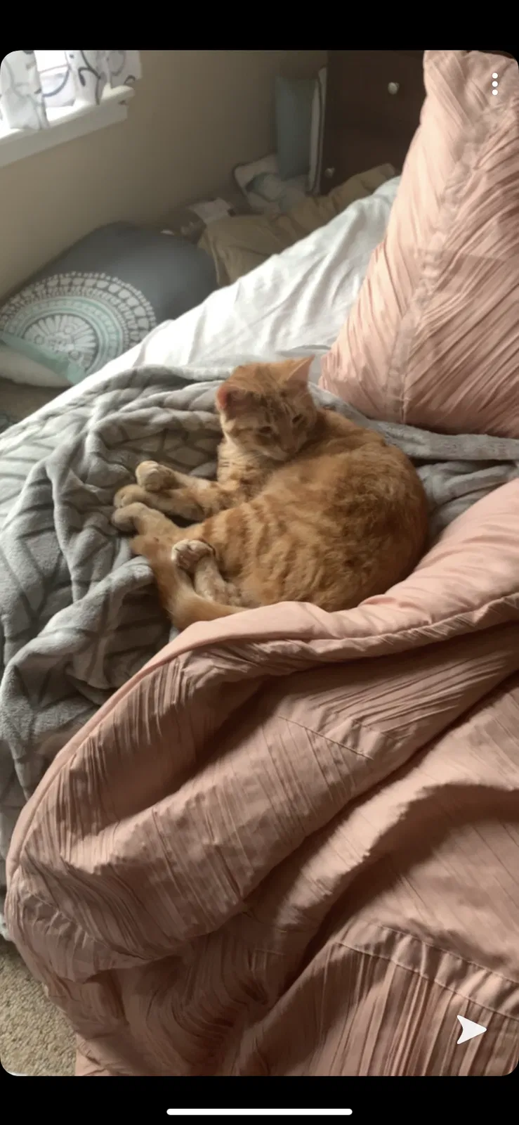 Lost cat in Lancaster, NY, 14086