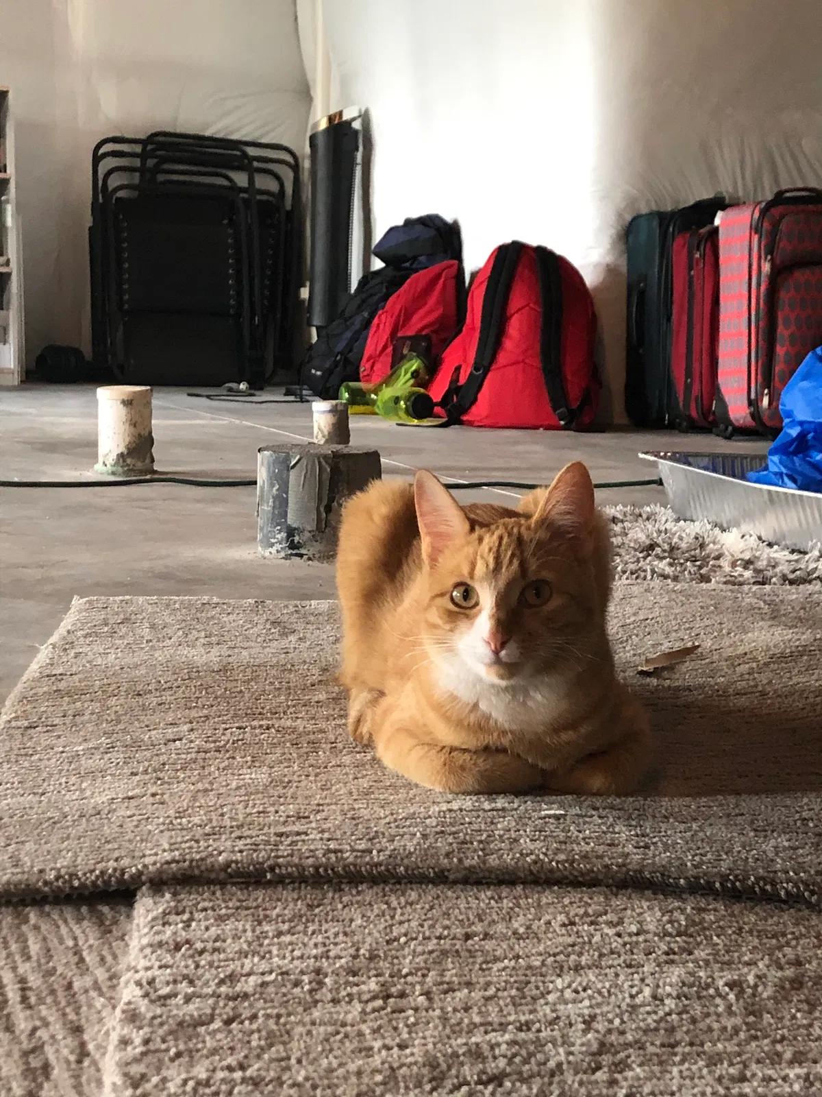 Lost cat in Timnath, CO, 80547