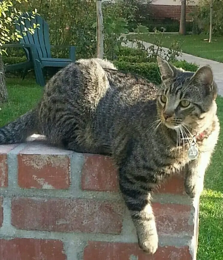 Lost cat in Santa Monica, CA, 90402