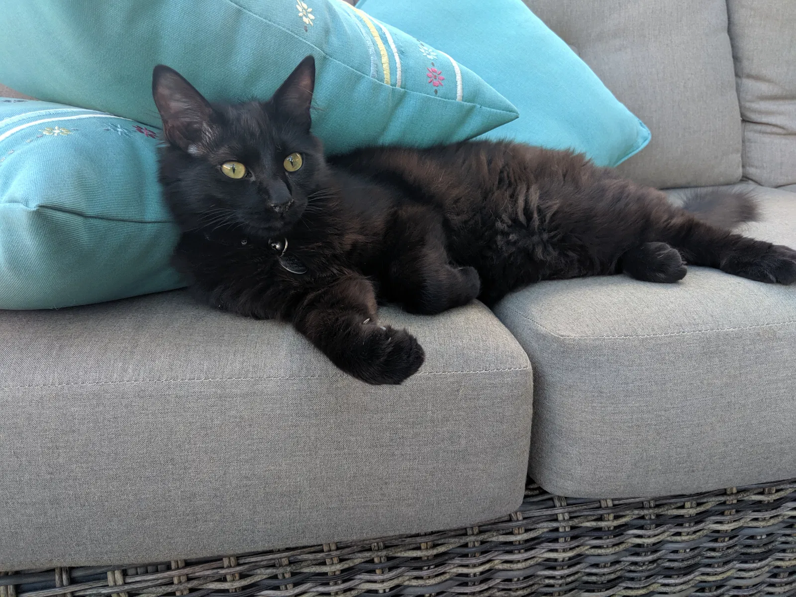 Lost cat in El Paso, TX, 79938