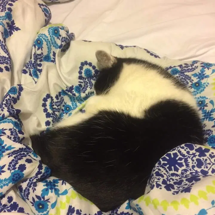Lost cat in Opelousas, LA, 70570