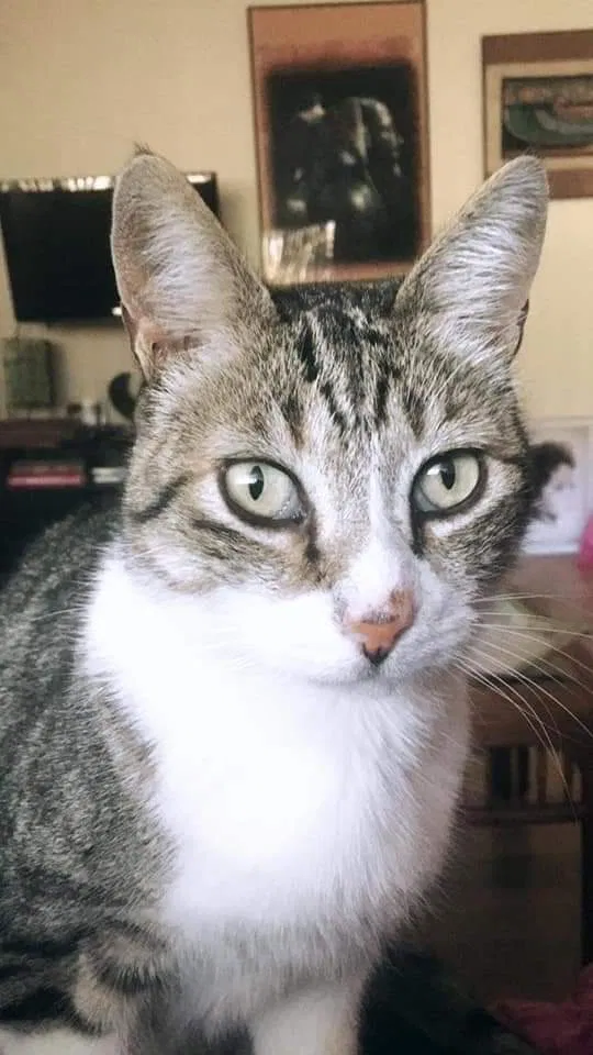 Lost cat in Ojai, CA, 93023