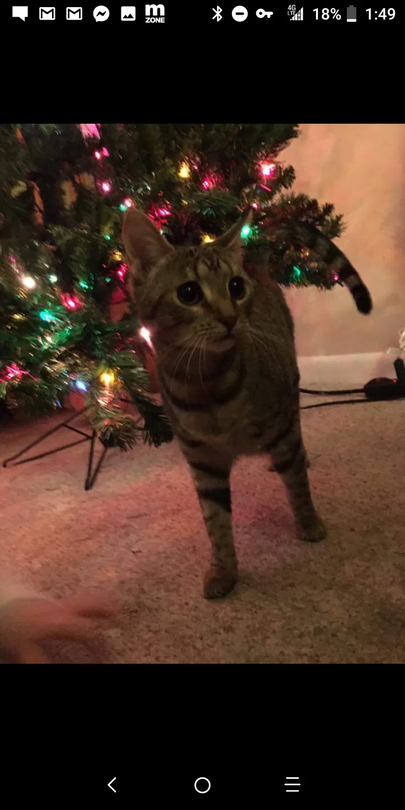 Lost cat in Glen Burnie, MD, 21061