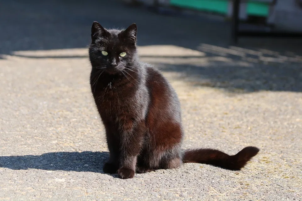 Lost cat in York, PA, 17408