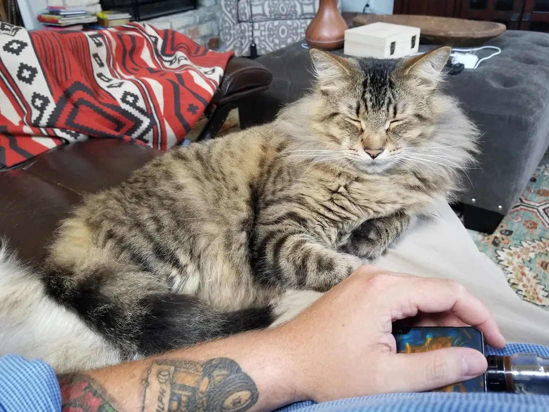Lost cat in Austin, TX, 78738