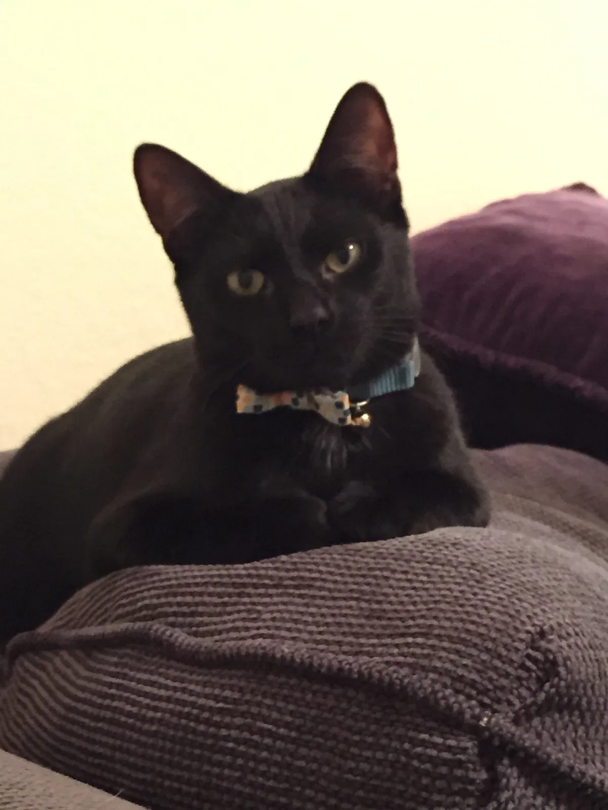 Lost cat in Westerville, OH, 43081