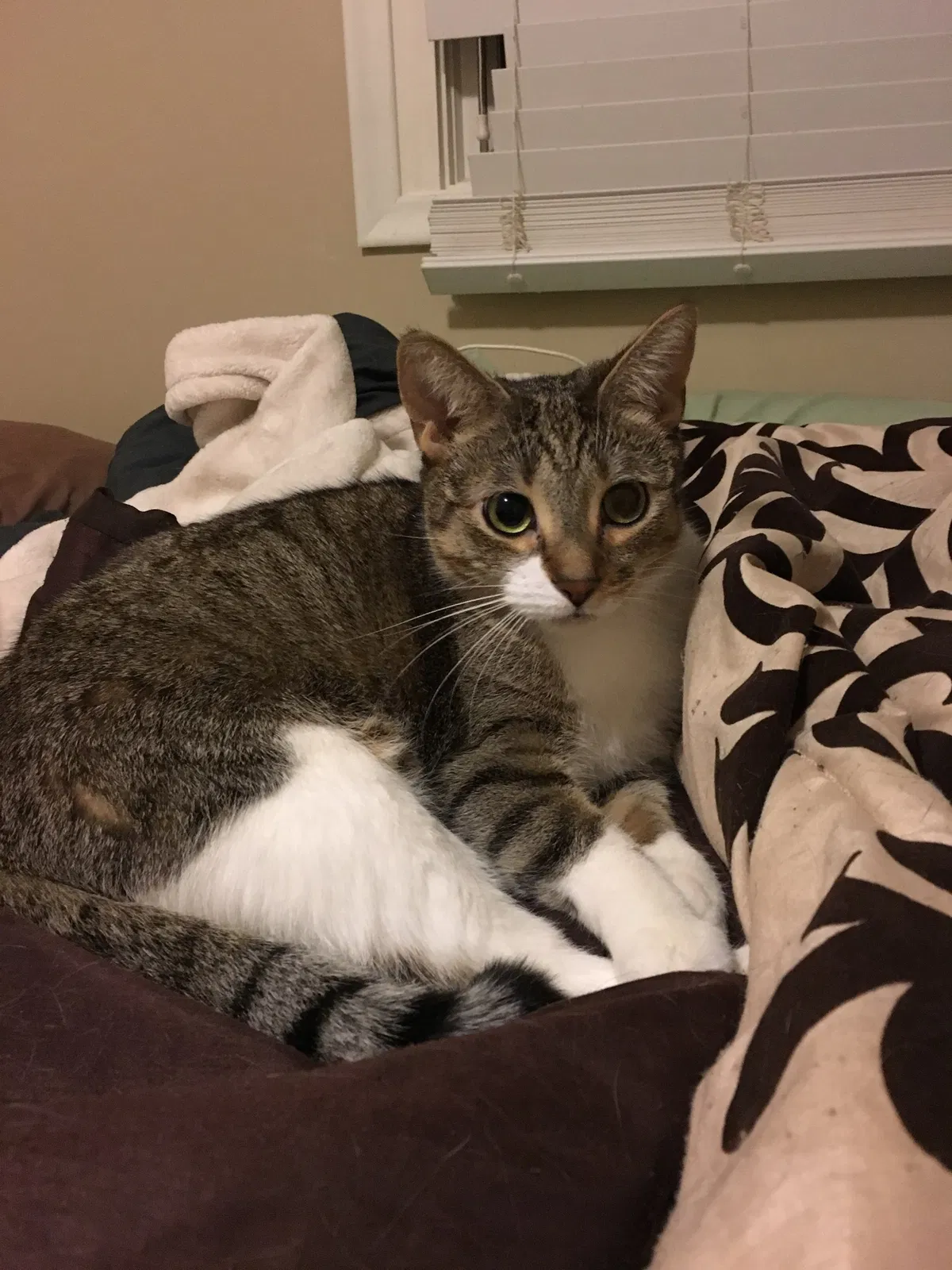 Lost cat in Commerce Township, MI, 48382