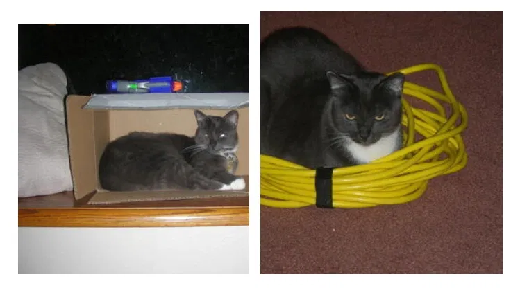 Lost cat in Ventura, CA, 93003