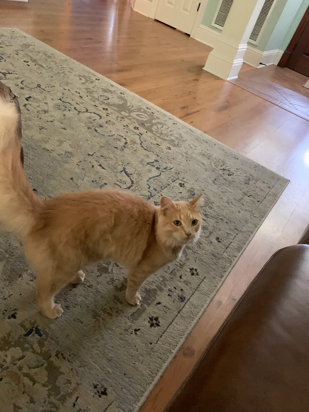 Lost cat in Hammond, LA, 70403