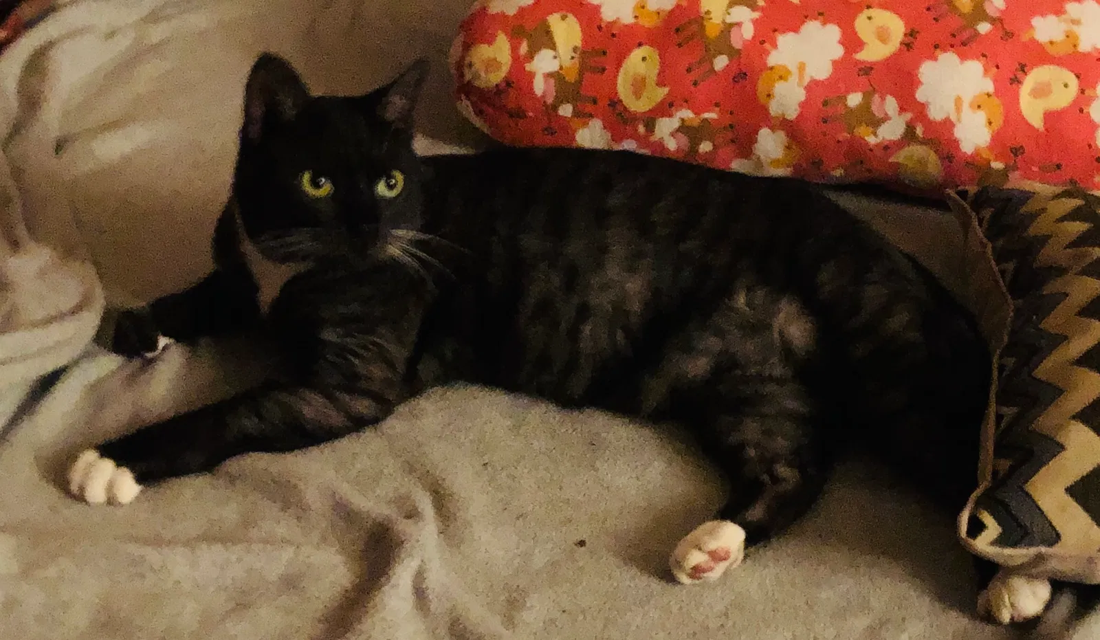 Lost cat in Akron, OH, 44333