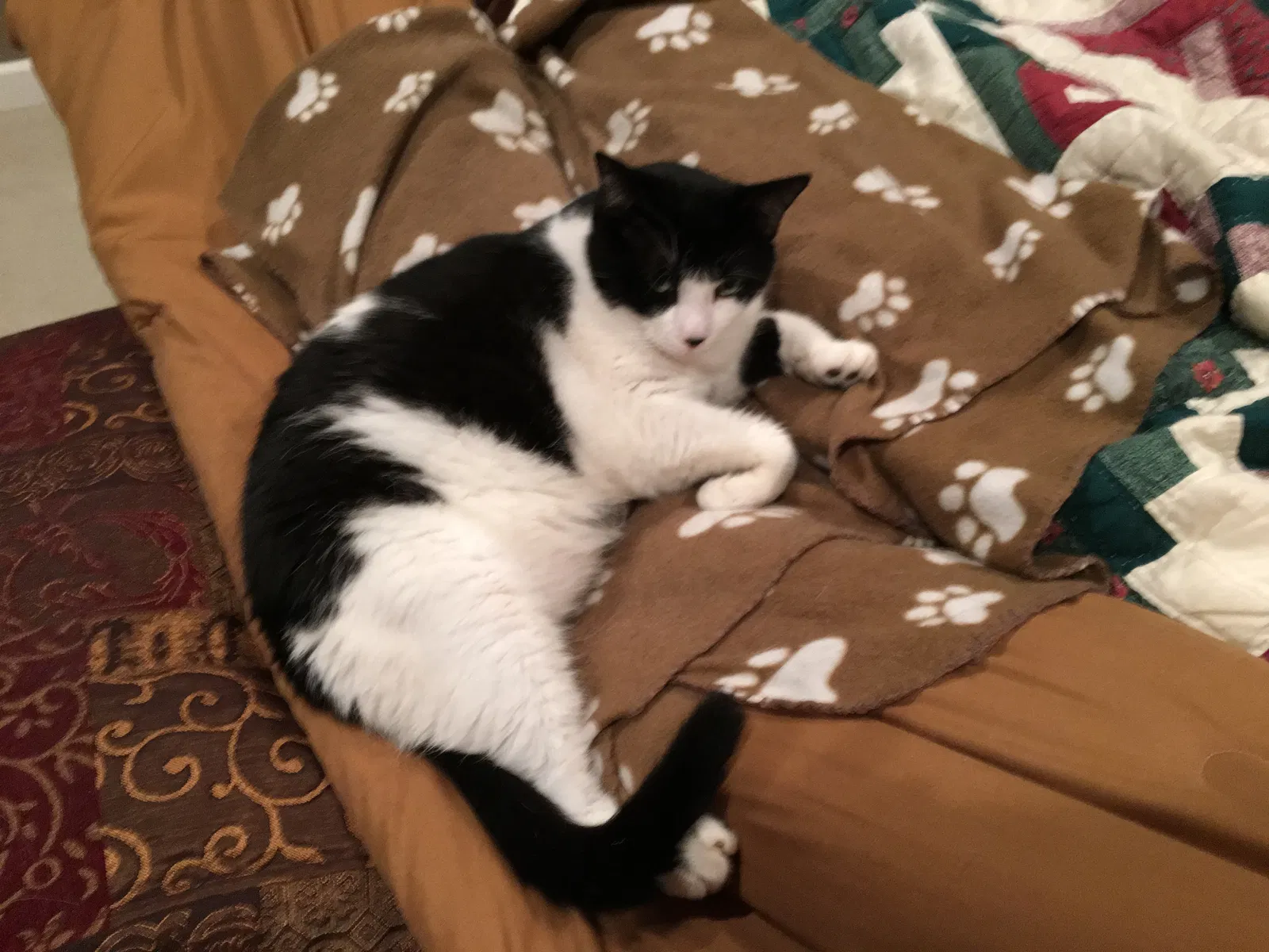 Lost cat in Mobile, AL, 36695
