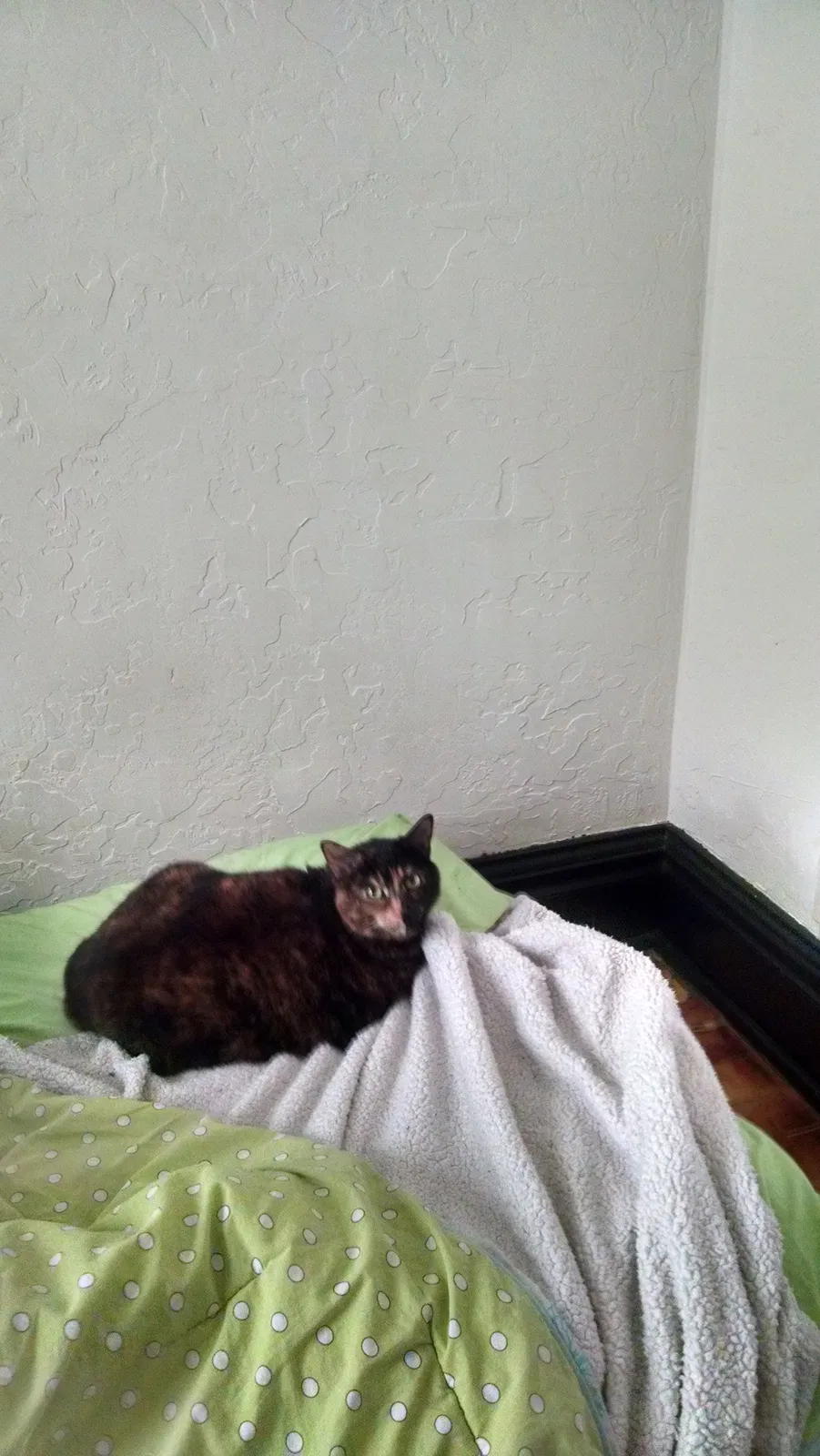Lost cat in Missoula, MT, 59801
