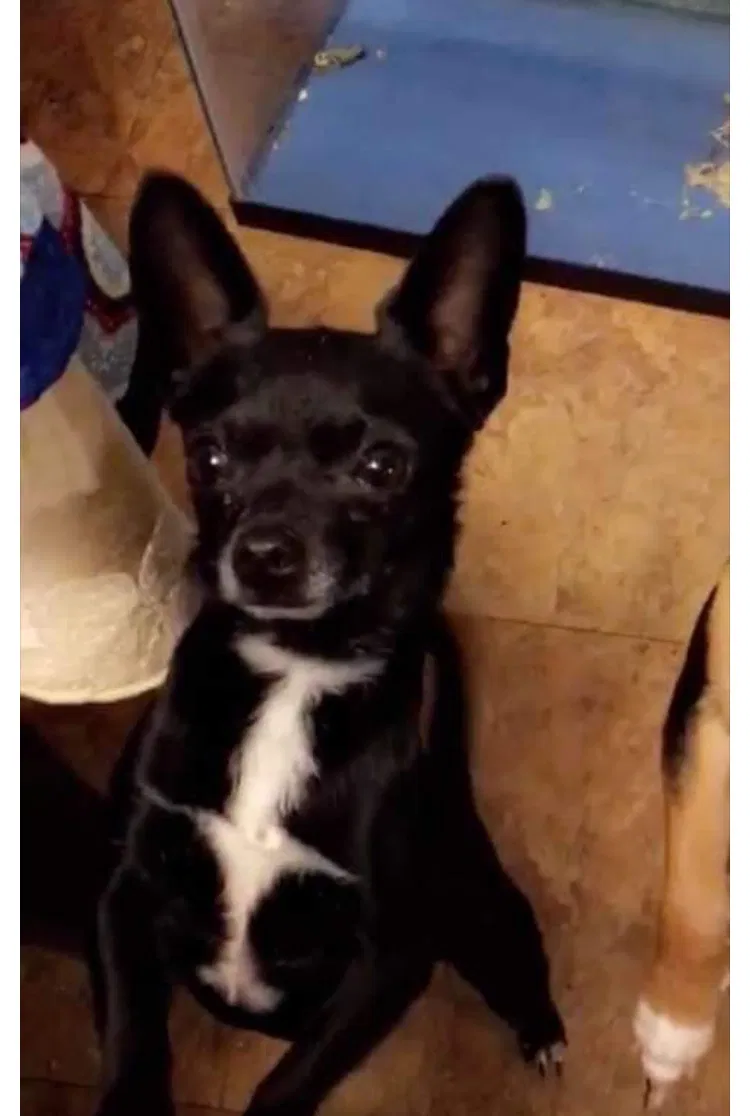 Lost dog in El Centro, CA, 92243
