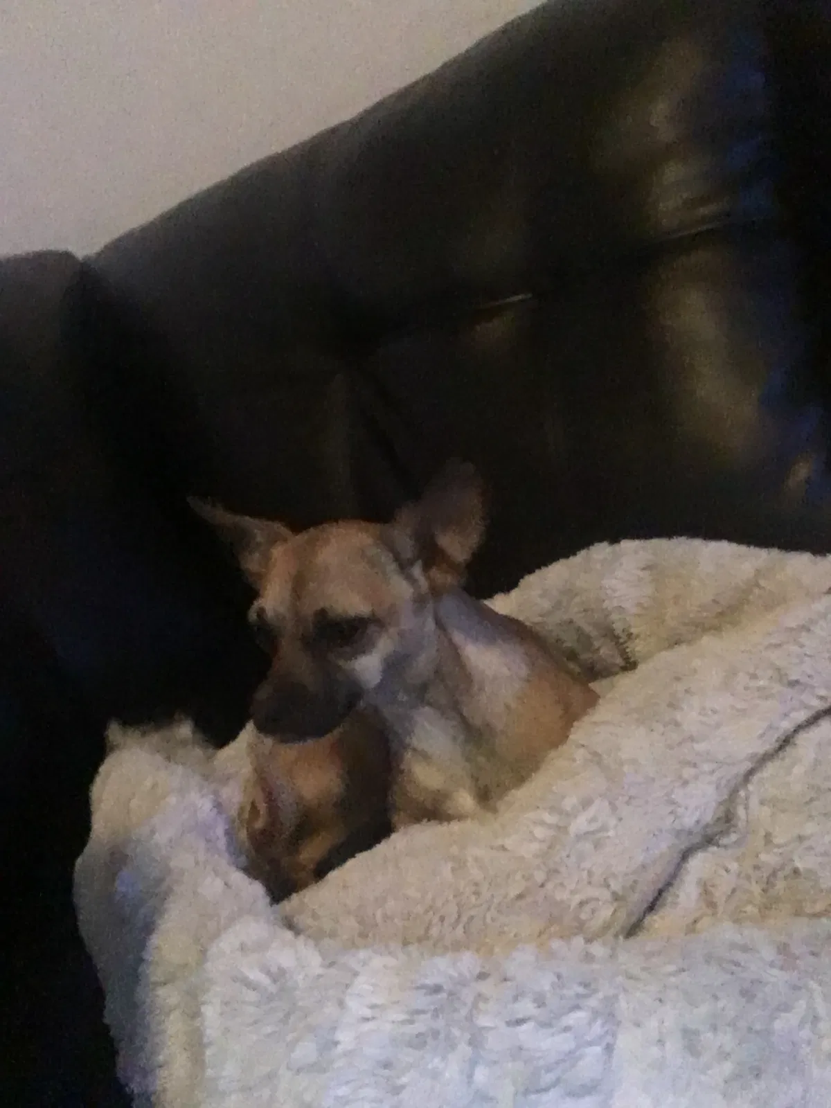 Lost dog in Carmichael, CA, 95608