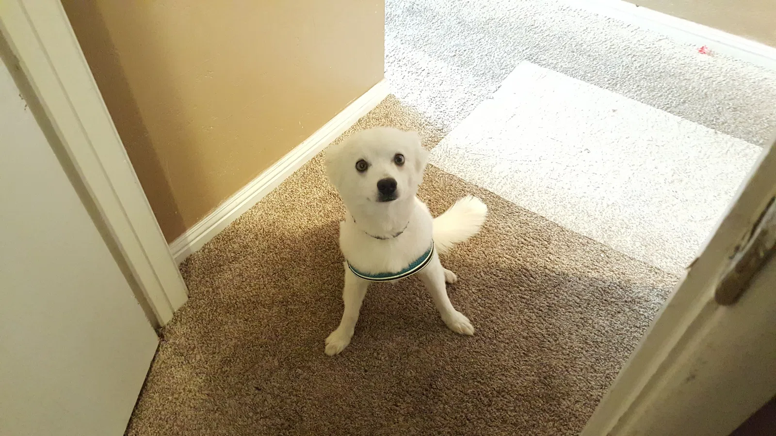 Lost dog in Rancho Cordova, CA, 95670