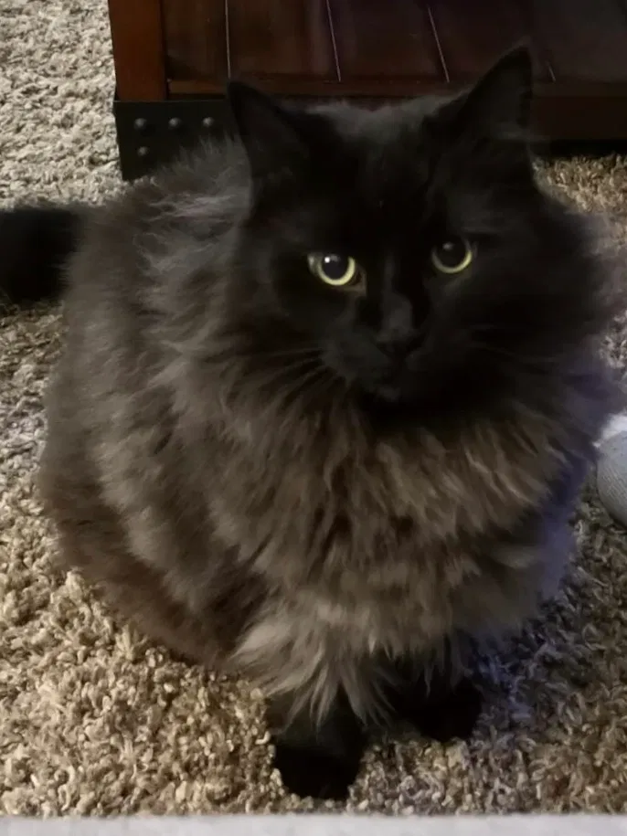 Lost cat in Unknown, AL, 0