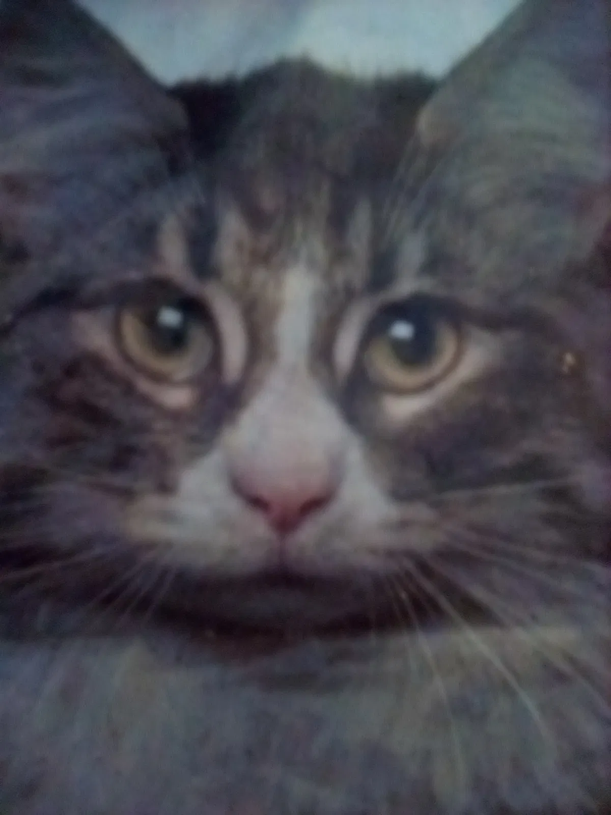 Lost cat in Carson, CA, 90745