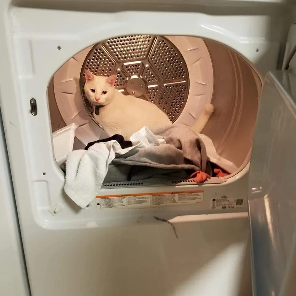 Lost cat in Browns Summit, NC, 27214