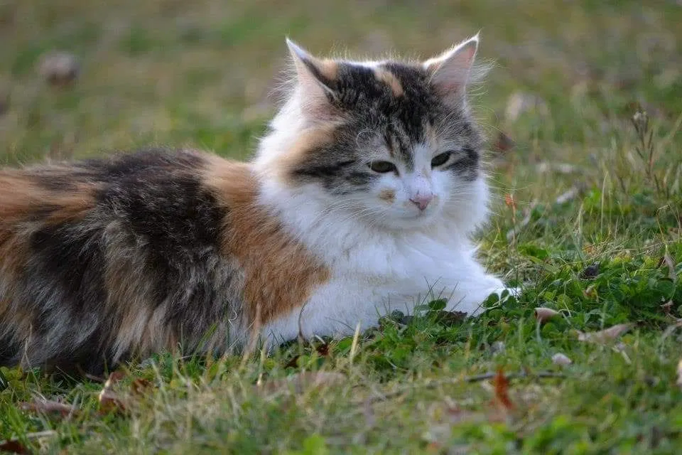 Lost cat in Browns Summit, NC, 27214