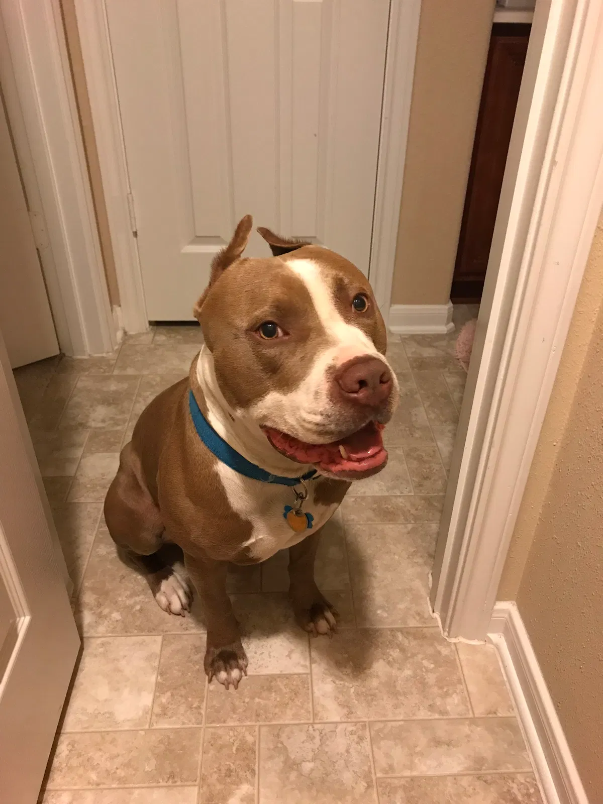 Lost dog in San Antonio, TX, 78249