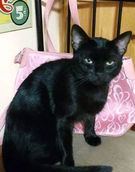 Lost cat in Delhi, IA, 52223