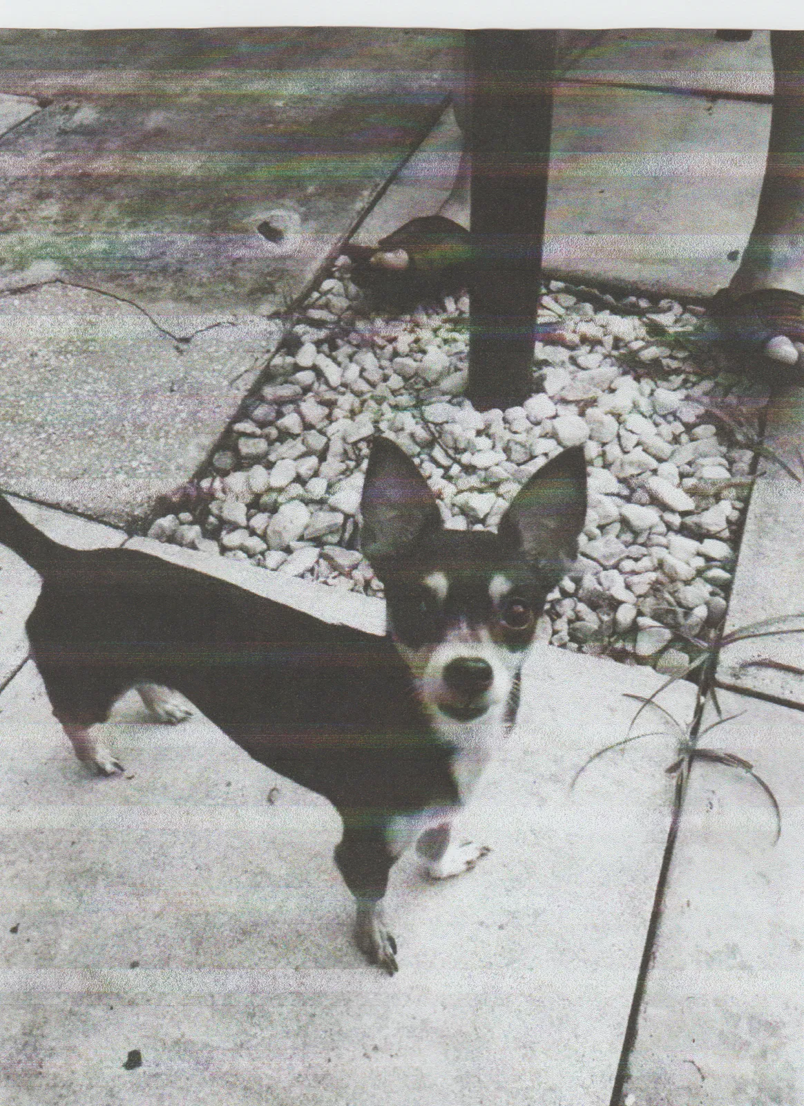Lost dog in Miami, FL, 33161