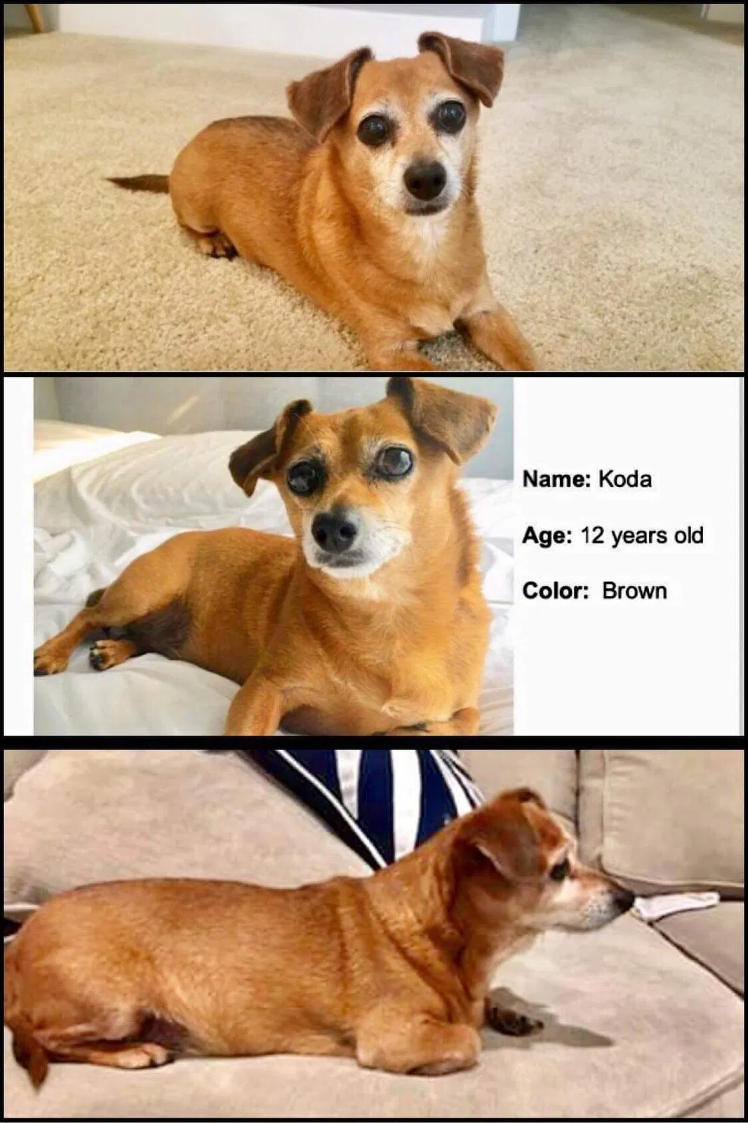 Lost dog in Sylmar, CA, 91342