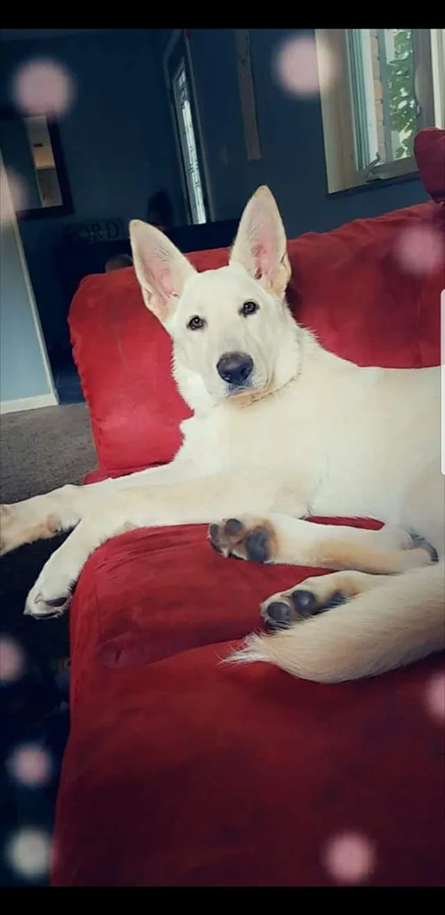 Lost dog in Lafayette, IN, 47905