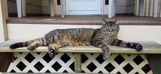 Lost cat in Woodstock, GA, 30189