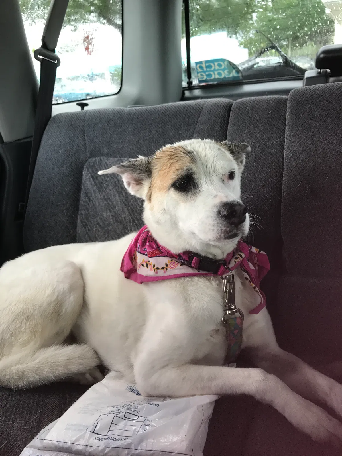 Lost dog in Port Richey, FL, 34668