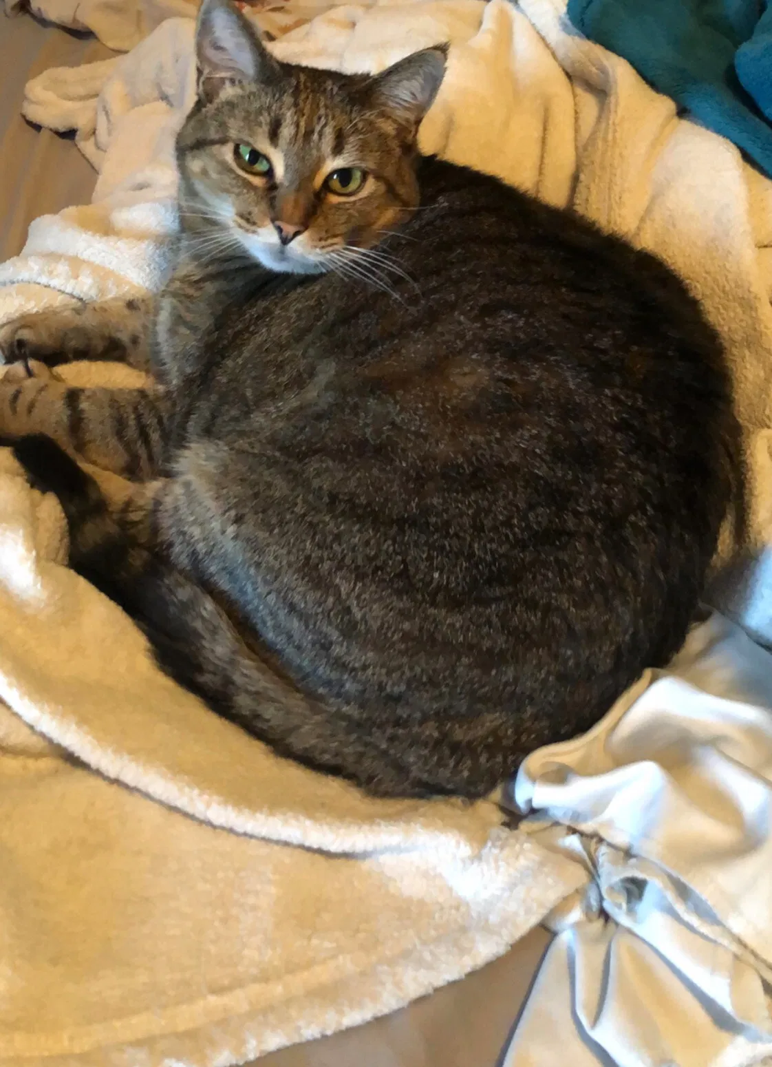 Lost cat in Muskegon, MI, 49442