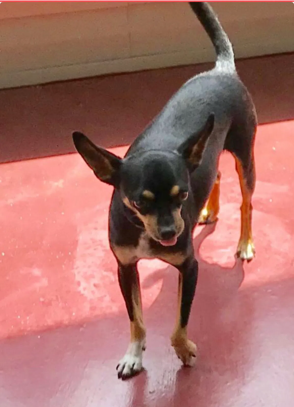 Lost dog in Covington, GA, 30016