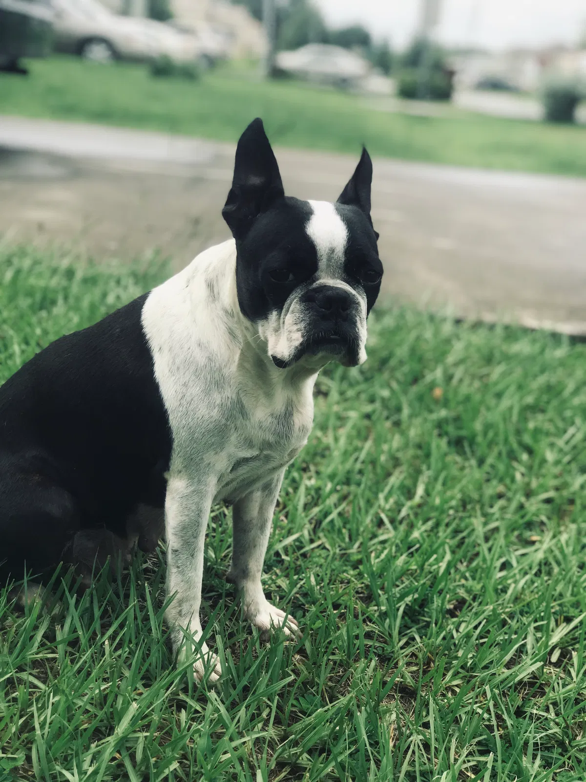 Lost dog in Kissimmee, FL, 34759