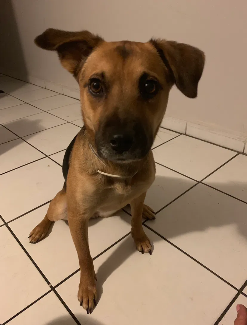 Lost dog in Hialeah, FL, 33018