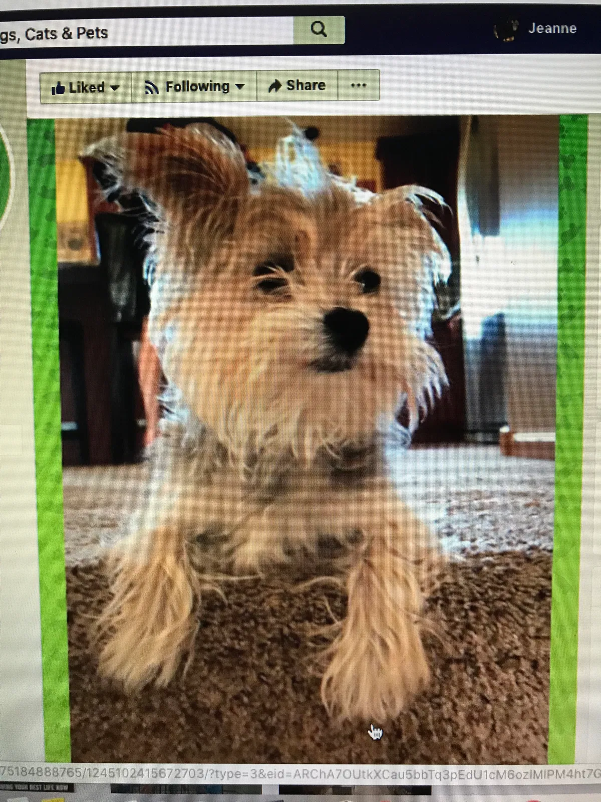 Lost dog in Monticello, MN, 55362
