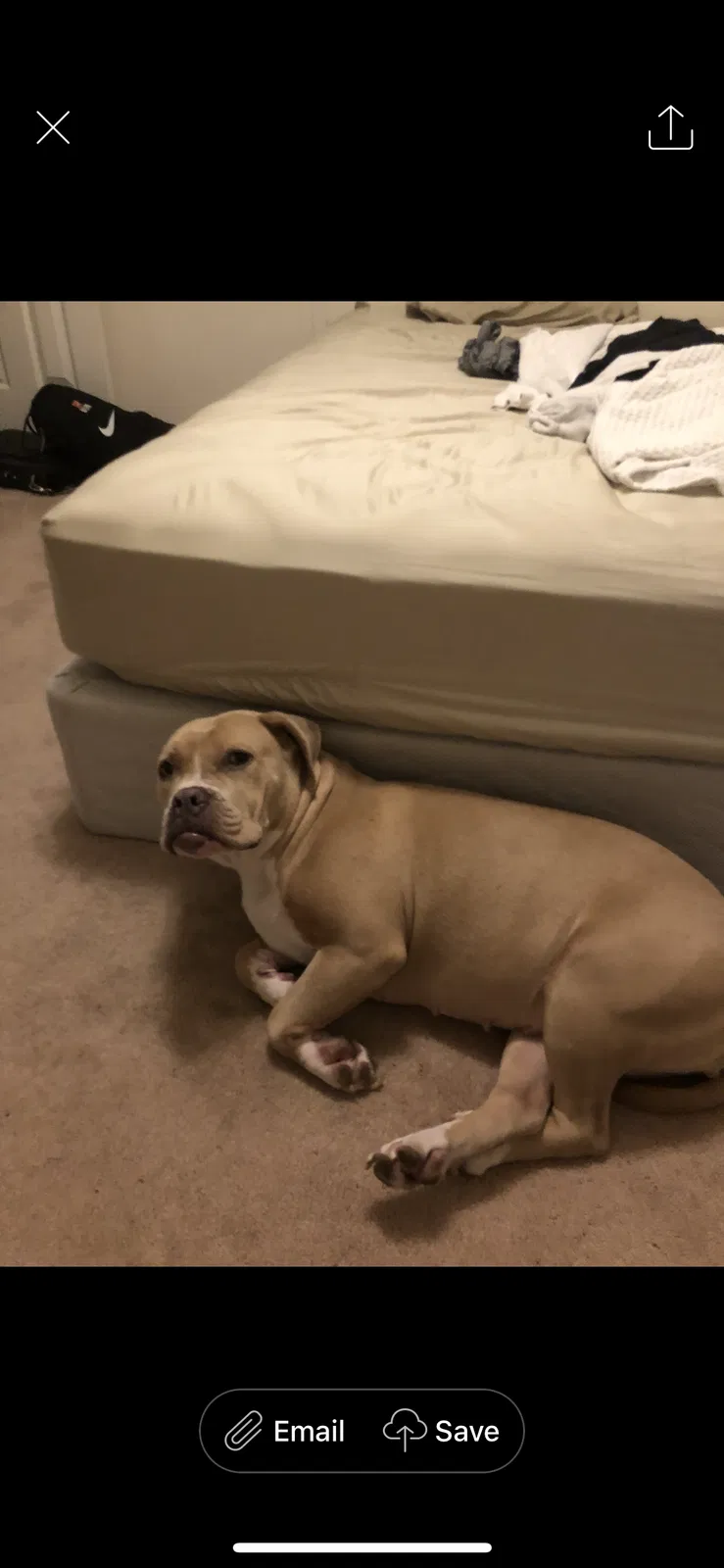 Lost dog in La Vergne, TN, 37086