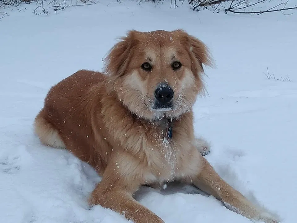 Lost dog in Milford, CT, 6460