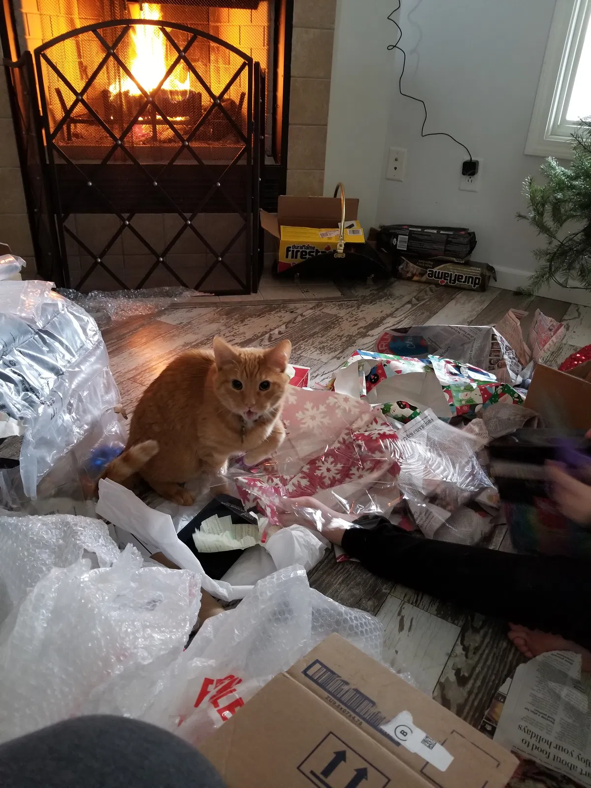 Lost cat in Fort Wayne, IN, 46804